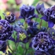 Terry aquilegia: najbolje sorte i pravila uzgoja