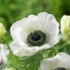 Anemone (anemone): pregled sorti, sadnje i njege