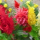 Celosia paniculata: sorte, sadnja i njega