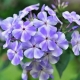 Phlox Gzhel：描述，种植，护理和繁殖