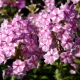 Phlox Natasha: description, planting, care and reproduction