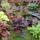 Heuchera hibrid: opis, sorte, preporuke za uzgoj