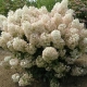 Hydrangea paniculata Bobo: opis, sadnja i nega