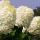 Hydrangea paniculata Phantom: opis, sadnja i nega