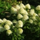 Hydrangea paniculata Grandiflora: opis, sadnja i nega