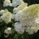 Hydrangea paniculata Candlllight: opis, sadnja i nega