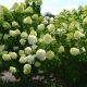 Hydrangea paniculata Limelight: opis, sadnja i nega