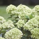 Hydrangea paniculata Mali kreč: opis i uzgoj