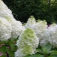 Hydrangea paniculata Magic moonlight: opis i uzgoj