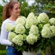 Hydrangea paniculata: opis, sorte, sadnja, nega i reprodukcija