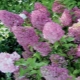 Hydrangea paniculata Sunday Fries: opis, sadnja i nega