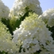 Hydrangea paniculata Srebrni dolar: opis, sadnja i briga