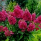 Hydrangea paniculata Vims ed: opis i zimska otpornost, sadnja i nega