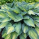 Hosta 