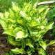 Hosta fortune Albopicta: opis, sadnja i njega