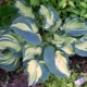 Hosta Golden Meadows: opis, sadnja, njega i reprodukcija