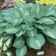 Hosta 