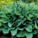 Hosta Siebold Elegance: opis i uzgoj