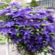 Clematis Multi Blue: značajke, savjeti za uzgoj i uzgoj