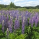 Lupin multifoliate: najbolje sorte i pravila uzgoja