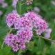 Spirea Frobeli：描述，种植，护理和繁殖