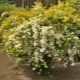 Spirea Gold Fontaine：描述、种植、护理和繁殖