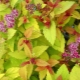 Spirea Magic Carpet：特性、生长和繁殖建议