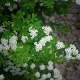 Spirea Nippon Snowmound：描述，种植和护理