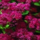 Spirea Japanese Anthony Waterer：描述、种植和护理