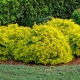 Spiraea Japanese Goldmound：描述，种植和护理规则