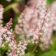 Tiarella: opis, sorte, uzgoj