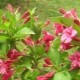 Weigela Bristol 红宝石：描述、种植和护理