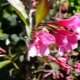 Weigela 