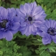 Terry anemone: popularne sorte, pravila sadnje i njege