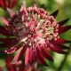 Astrantia velika: opis, slijetanje i njega