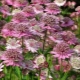 Astrantia: opis i sorte, sadnja i njega