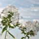 White varieties of phlox