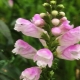 Physostegia: opis, sorte, sadnja i njega