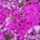 Phlox subulate：描述，品种，种植和护理