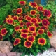 Gaillardia spinous Arizona san: opis i tajne uzgoja