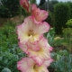 Gladiolus Priscilla: opis, sadnja i njega