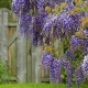 Wisteria macrostachia Blue moon: opis, sadnja i njega