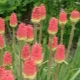 Knifofia (kniphofia): opis, sorte i vrste, sadnja i njega