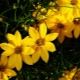 Coreopsis worled: sorte, sadnja i njega