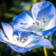 Nemophila: vrste, pravila sadnje i njege