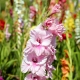 Sjeme gladiola: kako izgleda, prikupljanje i uzgoj