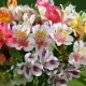 Alstroemeria: opis, sadnja i njega