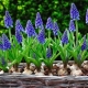 Muscari: opis, slijetanje i njega