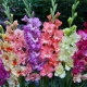 Pregled vrsta i sorti gladiola