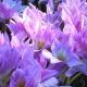 Colchicum (colchicum): opis, vrste i sorte, kako saditi i njegovati?